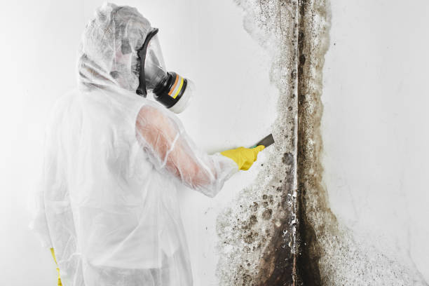Best Attic Mold Remediation in Tiltonsville, OH