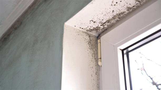 Best Commercial Mold Remediation in Tiltonsville, OH