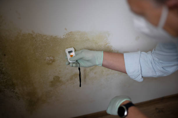 Best Mold Testing and Inspection Services in Tiltonsville, OH