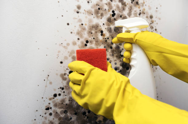 Best HVAC Mold Remediation in Tiltonsville, OH