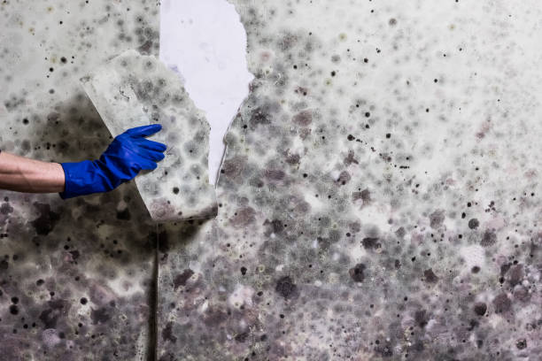 Best Emergency Mold Remediation in Tiltonsville, OH