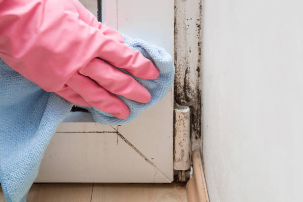 Best White Mold Remediation in Tiltonsville, OH